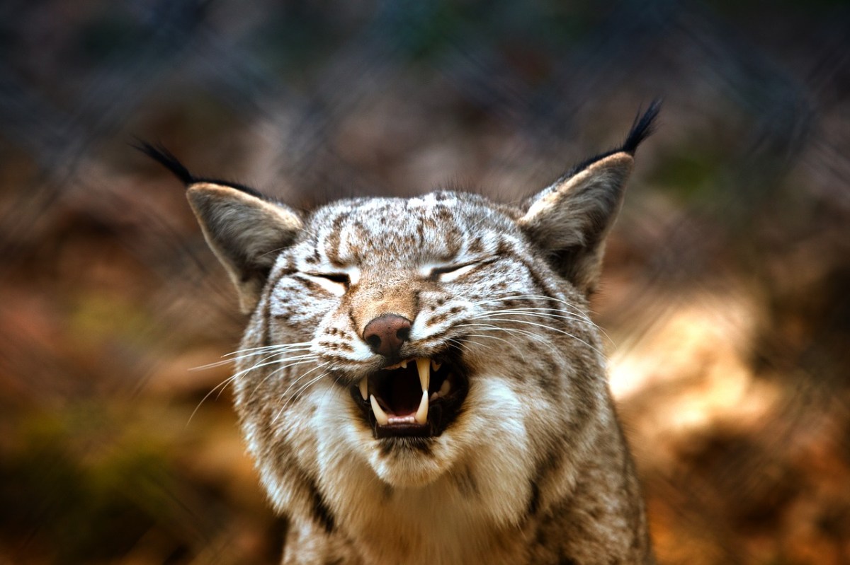 Illegally released lynx captured - NatureScot statement